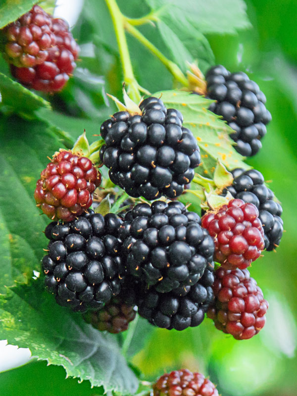 Brombeeren der Sorte Lubera Kiowa haengen am Strauch