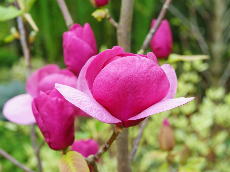 Magnolia Black Tulip  Bluete