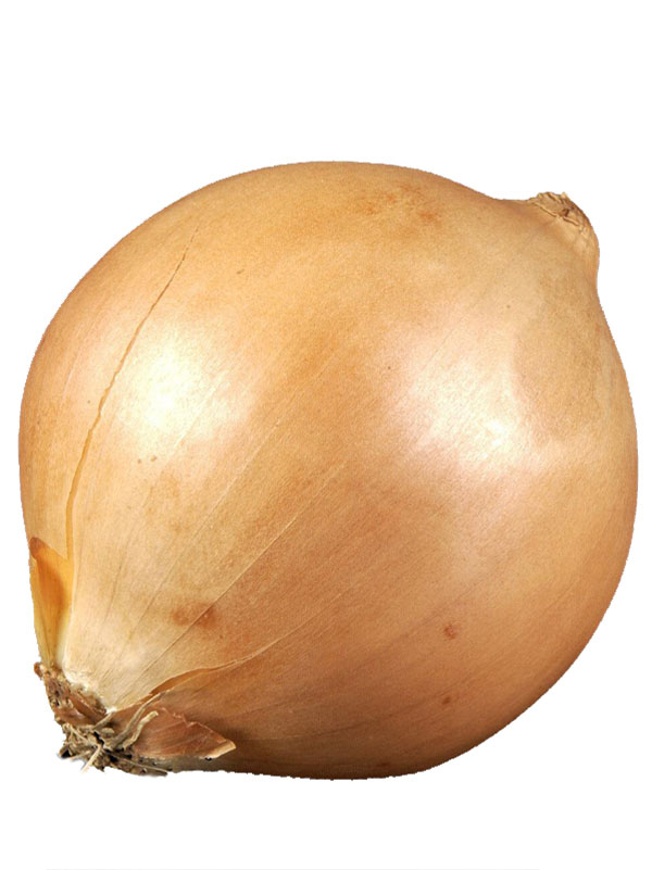 Steckzwiebel Sturon 