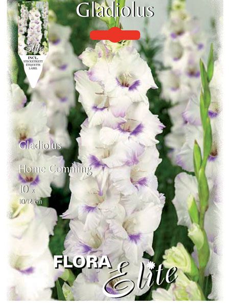 gladiole_coming_home_81008_0