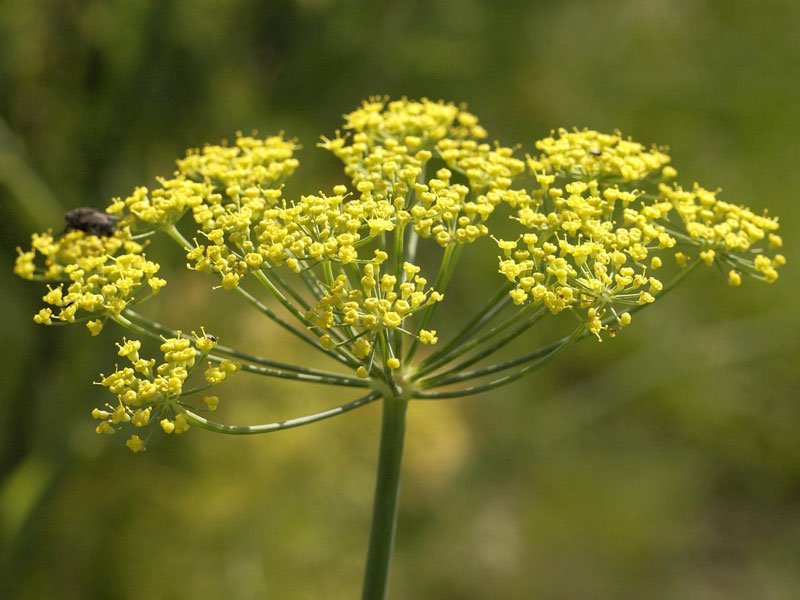 Gelbe Blüten eines Gewürz-Fenchels
