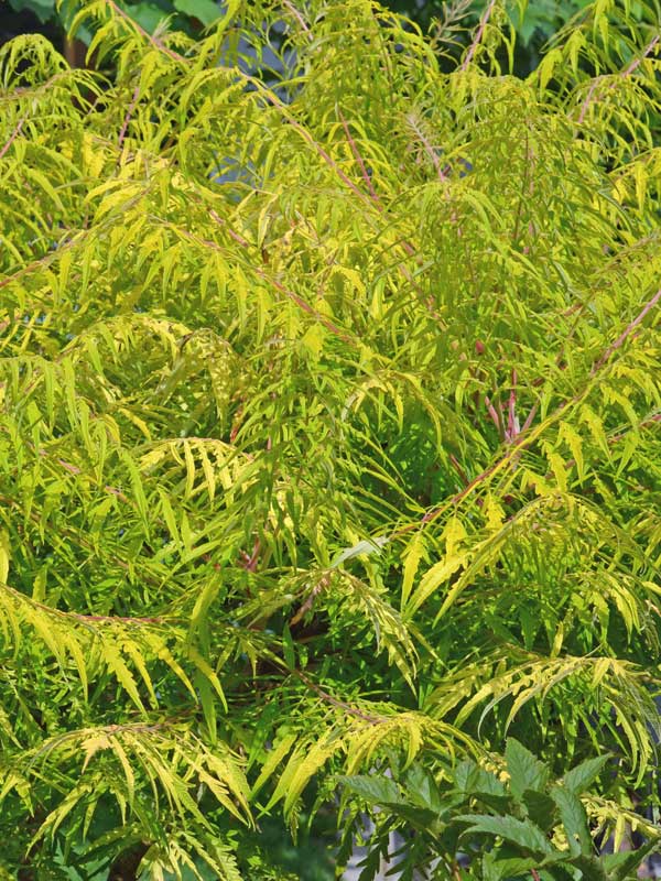 Essigbaum TIger Eyes Nahaufnahme