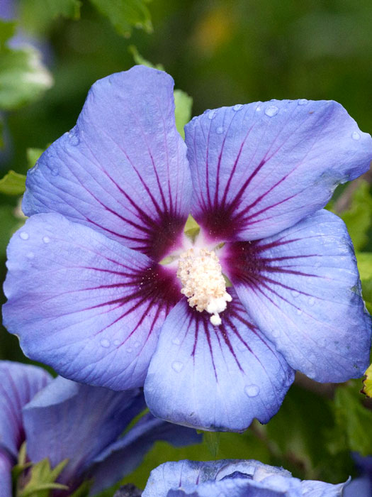 hibiscus-marina Garteneibisch Marina