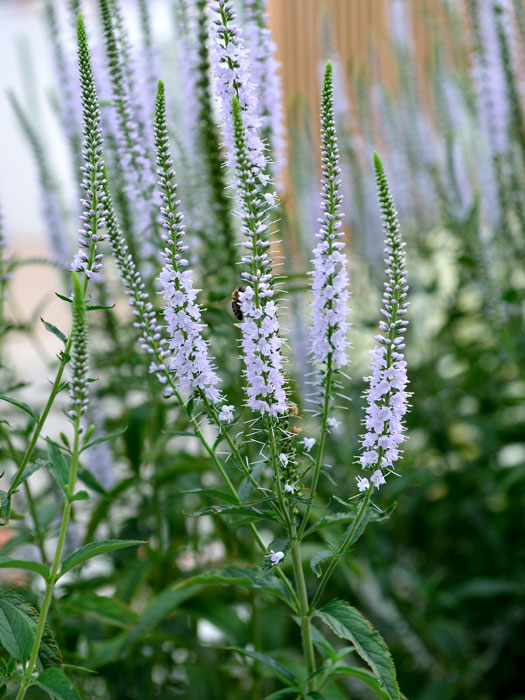 veronica-schneeriesin Veronica longifolia 'Schneeriesin', Langblättriger Garten-Ehrenpreis, Wiesen-Ehrenpreis