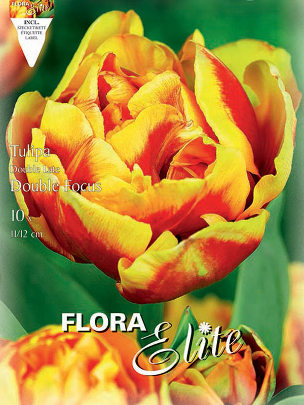 Tulpe-Double-Focus Tulpe Double Focus