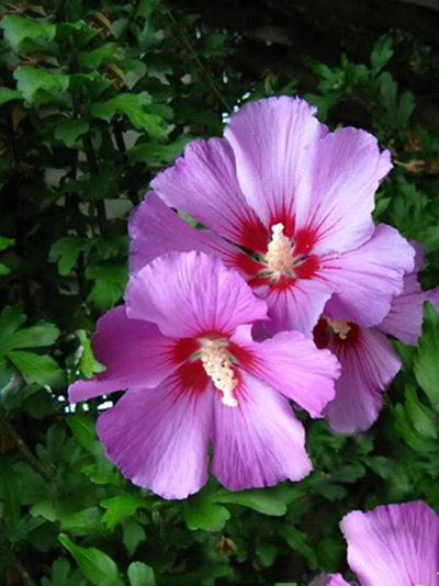 hibiscus_russian_violet_2_4_46253_0 Garteneibisch Russian Violet
