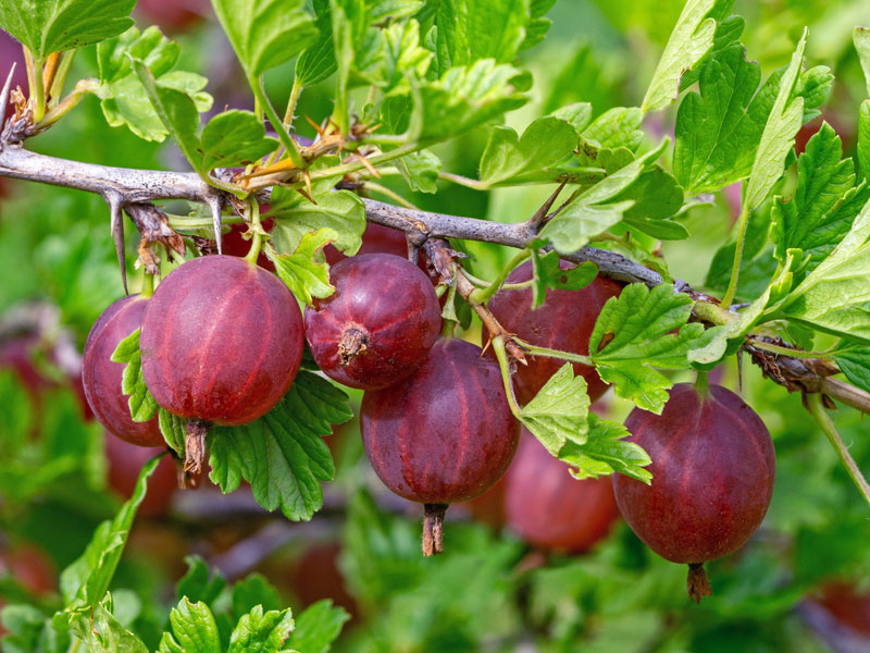 Rote Stachelbeere Hinnonmaeki