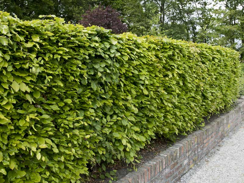 Fagus sylvatica als Hecke gepflanzt