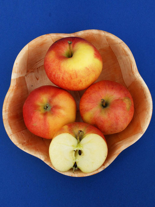 malus-gala Obstschale mit dem Apfel 'Gala'