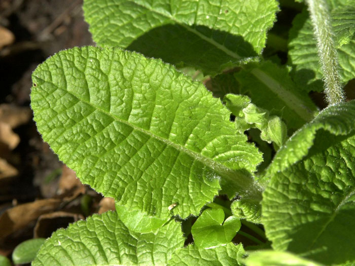 primula-elatior-blatt