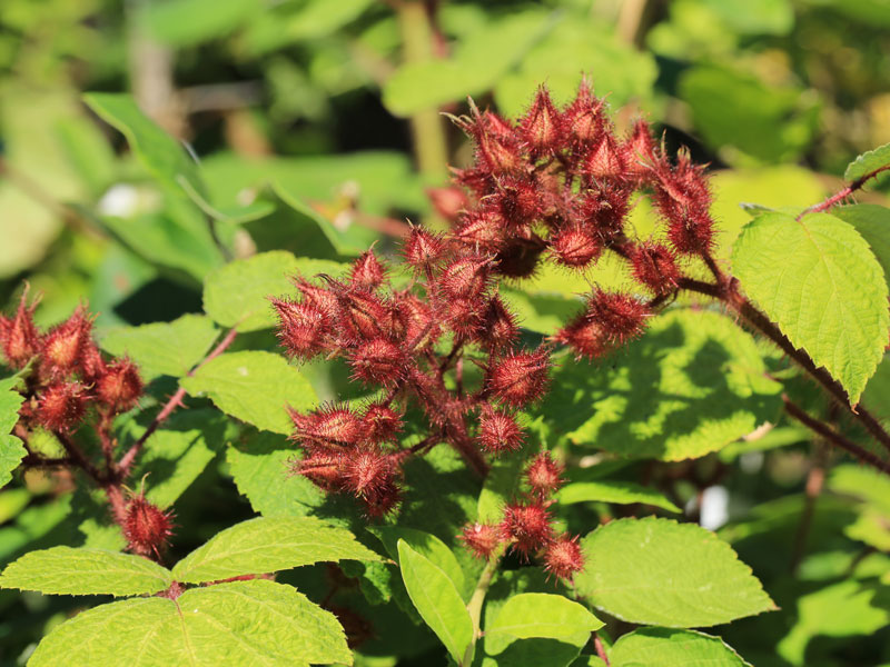 Knospen von Rubus sectio 'Phoenicolasius'