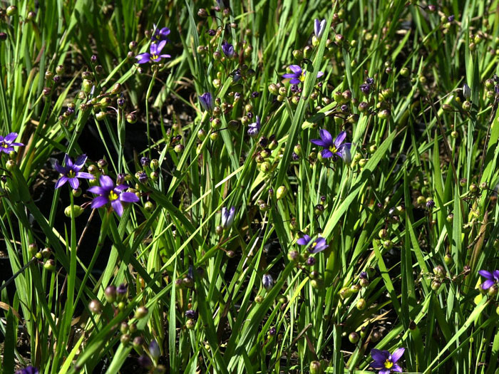 blaue-binsenlilie