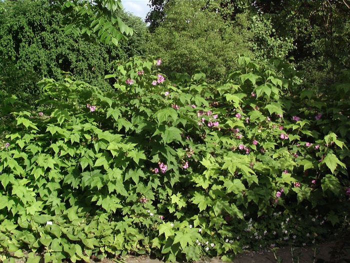 rubus-odoratus Zimthimbeere als Hecke gepflanzt