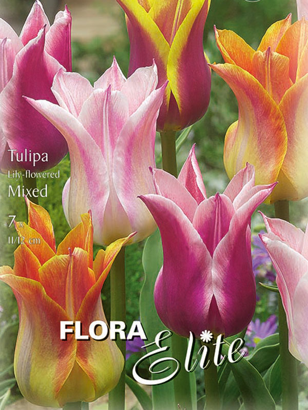 Lilienblütige Tulpen-Prachtmischung verschiedene Sorten farblich gemischt