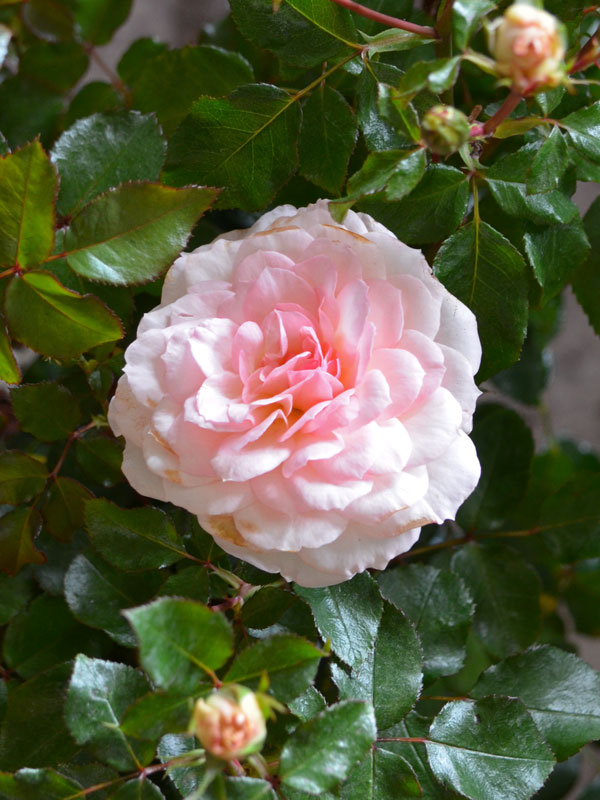 Bluete der Rose Bremer Stadtmusikanten