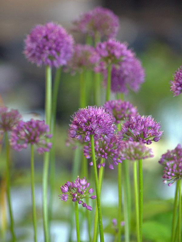 Jungpflanze eines Allium senescens Millenium