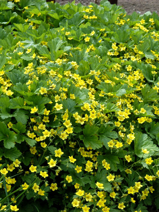 waldsteinia-ternata Waldsteinie Blüte