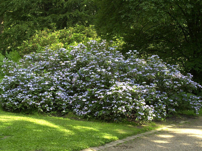 hydrangea-bluebird Hortensie Bluebird als Unterpflanzung