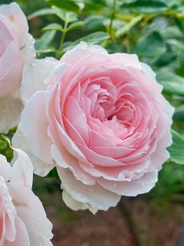 Blüte Rose Herzogin Christiana Bluete Rose Herzogin Christiana