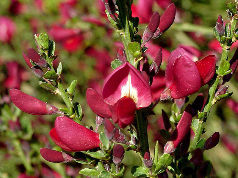 Cytisus scoparius 'Boskoop Ruby', Edelginster Cytisus scoparius 'Boskoop Ruby', Edelginster