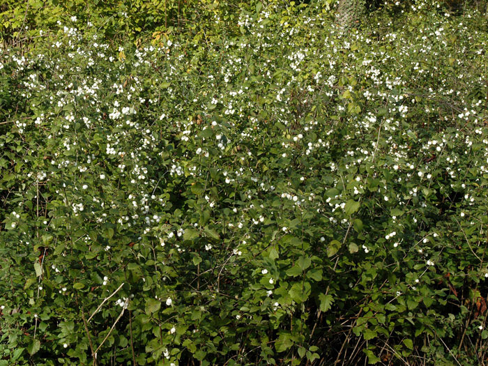 Symphoricarpos albus laevigatus Strauch