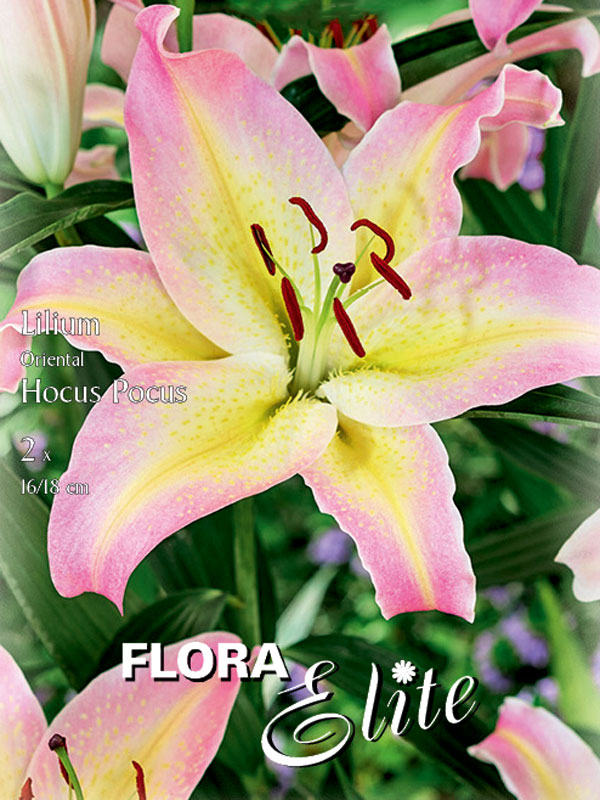 Orientalische Lilien-Hybride 'Hocus Pocus',