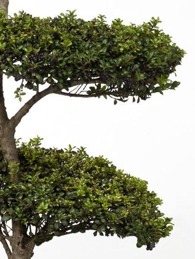 ilex_convexa3_45980_1 Ilex crenata Convexa - Bonsai, XXL-Produkt