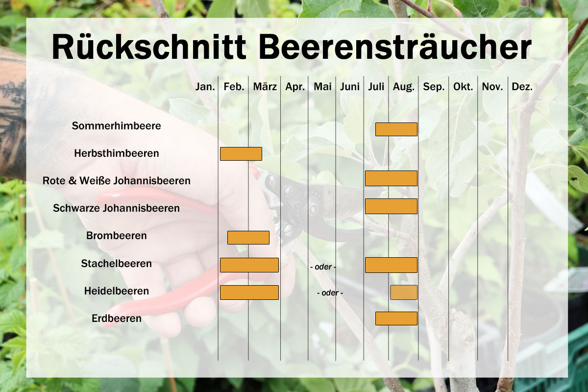 Kalender Rueckschnitt Beerenstraeucher