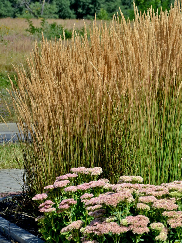 Calamagrostis x acutiflora 'Karl Förster' (M), Garten-Reitgras, Sandrohr Calamagrostis x acutiflora 'Karl Förster' (M), Garten-Reitgras, Sandrohr