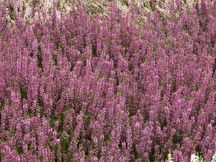calluna-amethyst Üppiger Blütenflor der Knospenheide 'Amethyst'