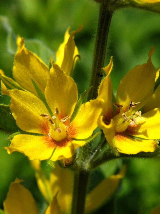 lysimachia-punctata-bluete Lysimachia punctata (M), Goldfelberich