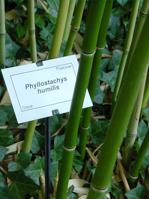 phyllostachys-humilis Phyllostachys humilis, Bronze-Bambus