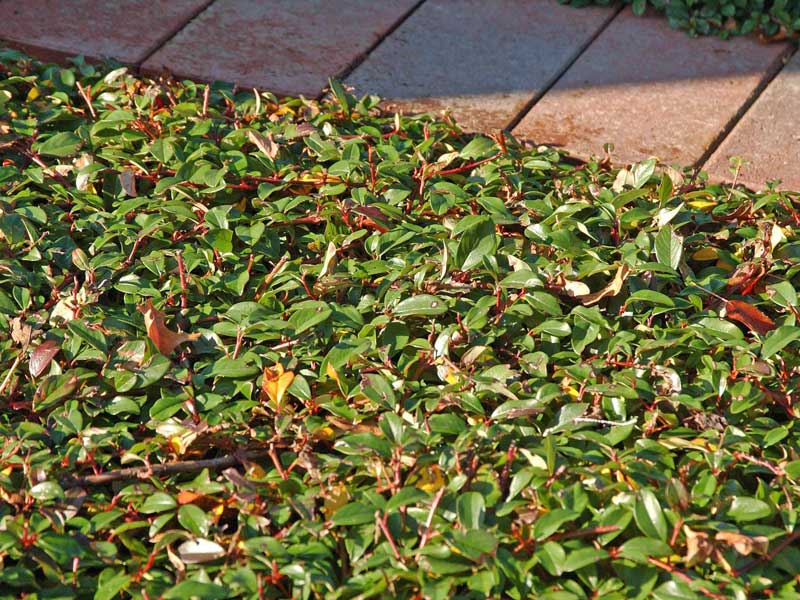 Teppichmispel flach gewachsenen neben Steinen