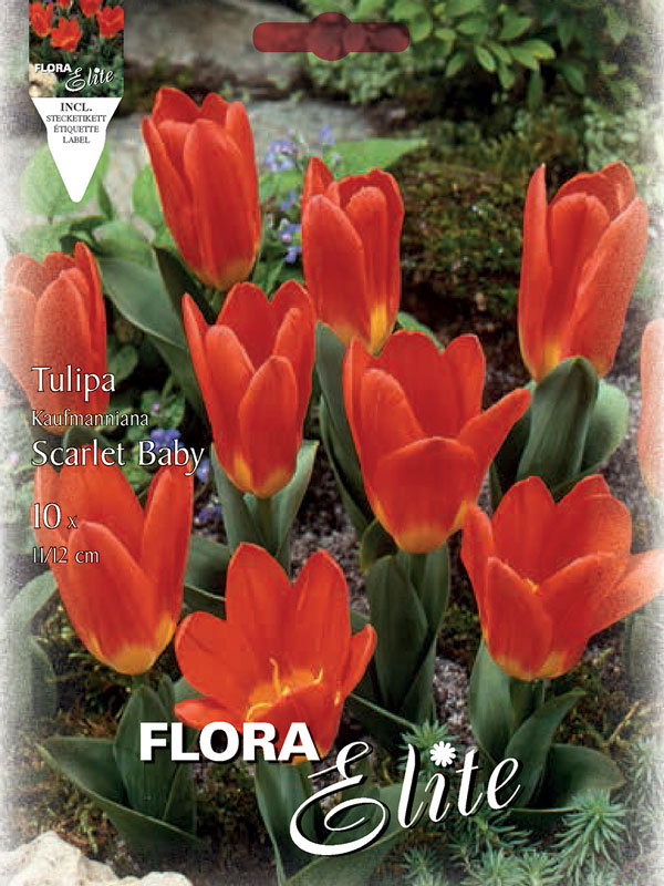 Tulpe-Scarlet-Baby Tulpe Scarlet Baby