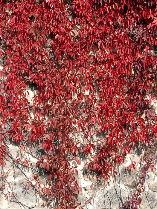 parthenocissus-engelmannii Wilder Wein Engelmannii Herbstfärbung