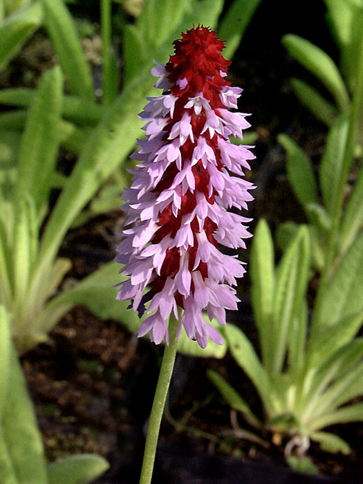 primula-vialii Primula vialii, Orchideen-Primel