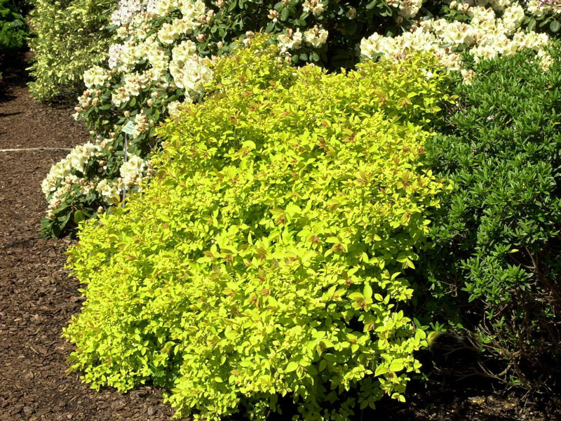 golden-princess-beet Spiraea japonica 'Golden Princess', Gelbe Zwergspiere