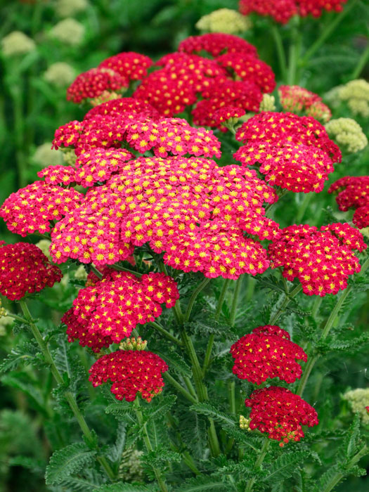 achillea-tutti-frutti Achillea millefolium 'Tutti Frutti Pomegranate'®, Schafgarbe