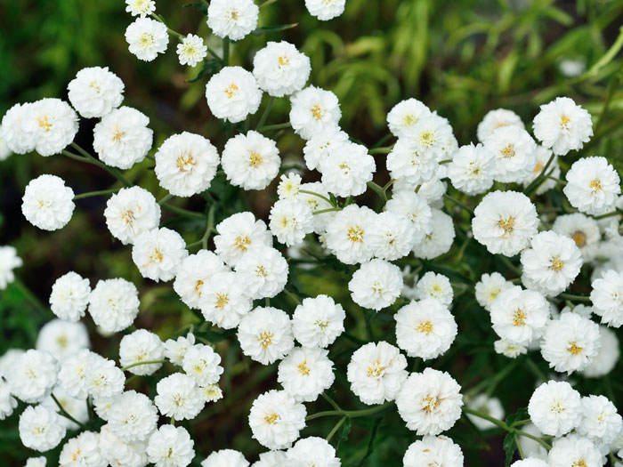 the-pearl-achillea Achillea ptarmica 'The Pearl' (Syn.'Schneeball', 'die Perle'), Sumpfschafgarbe, gefüllte Bertramsgarbe