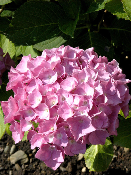 Hydrangea macrophylla 'Bouquet Rose', Bauernhortensie Hydrangea macrophylla 'Bouquet Rose', Bauernhortensie
