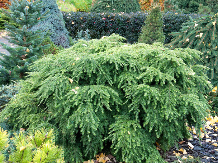 tsuga-jeddeloh-strauch Zwerg-Hemlocktanne im Koniferen-Beet