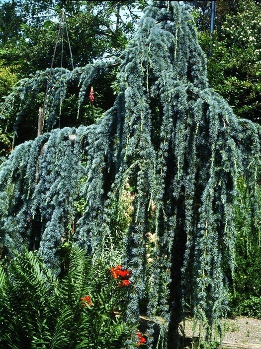 glauca-pendula-cedrus Der Wuchs der hängenden Blauzeder