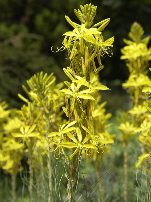 asphodeline-lutea Asphodeline lutea, Junkerlilie