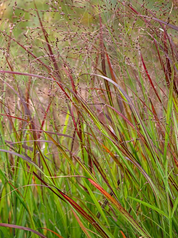 Halme und Rispen des Panicum virgatum der Sorte Sangria
