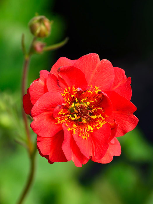 geum-feuerball