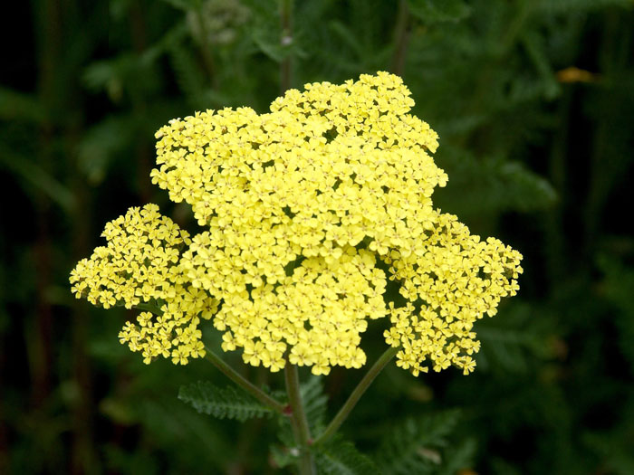 credo-schafgarbe Achillea filipendulina 'Credo' (M), Schafgarbe, Goldquirl-Garbe
