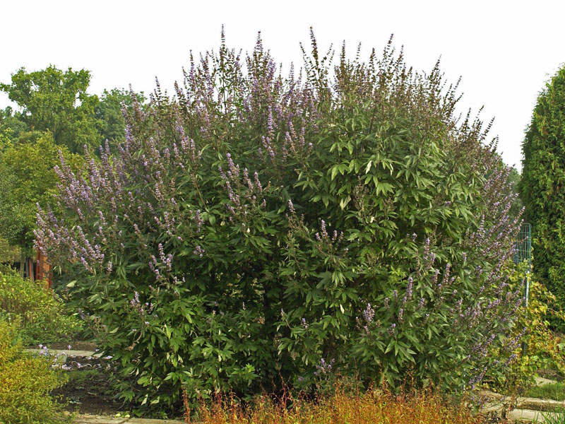 Ein ausgewachsener Vitex agnus castus Strauch