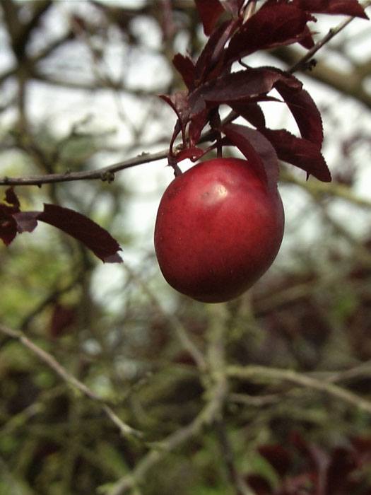 blutpflaume-hollywood-frucht Blutpflaume Frucht