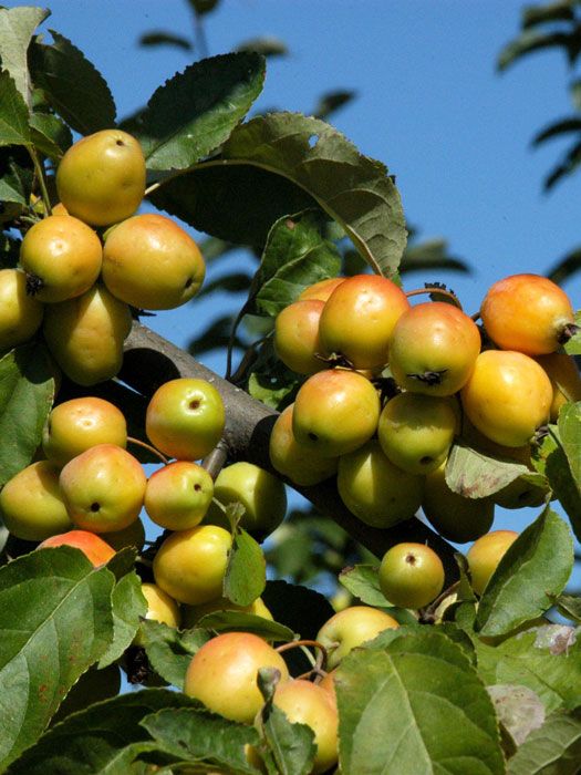zierapfel-golden-frucht Gelber Hierapfel Golden Hornet