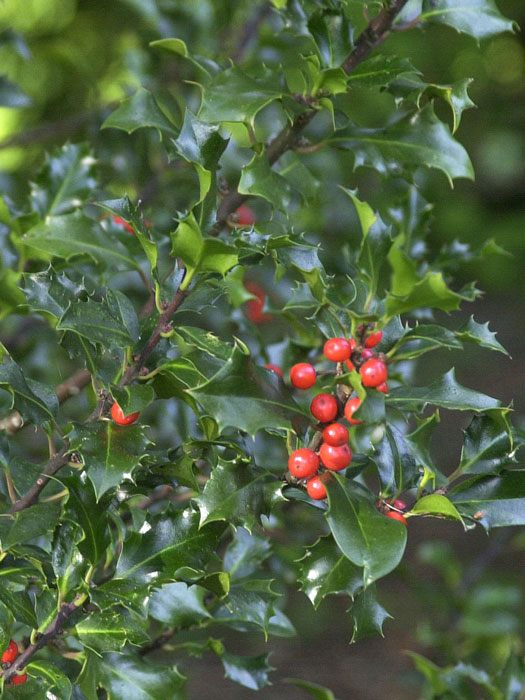 ilex-blue-angel Stechpalme Blatt